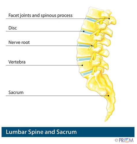 Lumbar spine and sacrum anatomy
