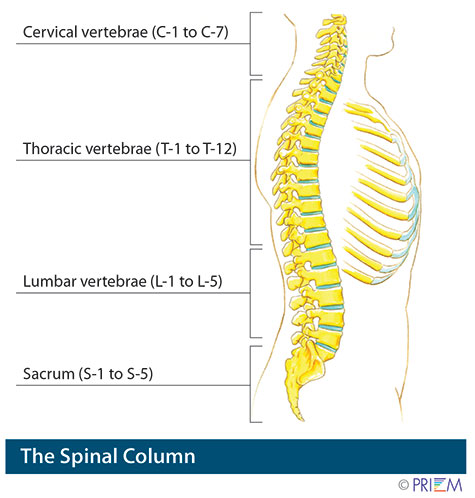 spinal column anatomy